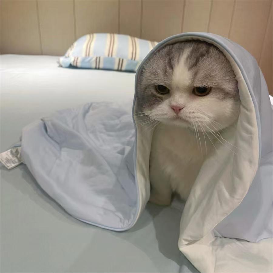 魔魔胡胡胡萝卜