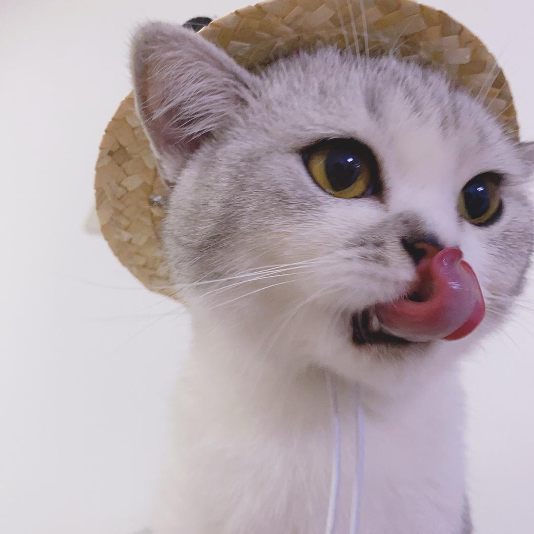 曹汤圆😼