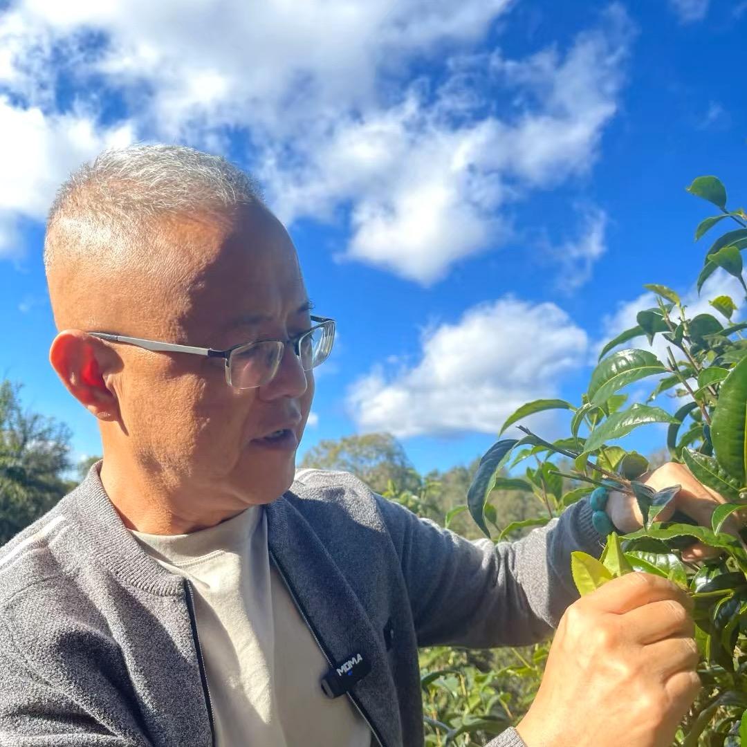 老吴茶事