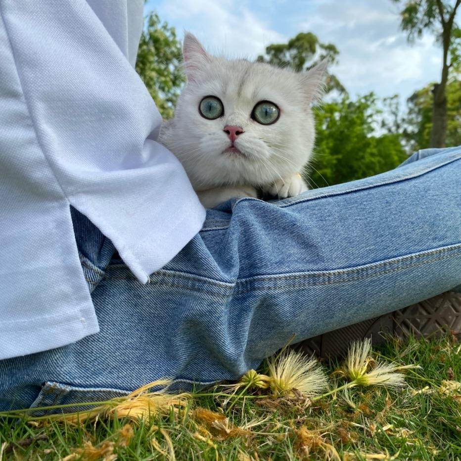 悄悄