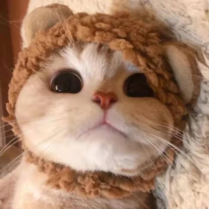 ♡૮ ´͈ ᗜ `͈ აDuduzi♪～