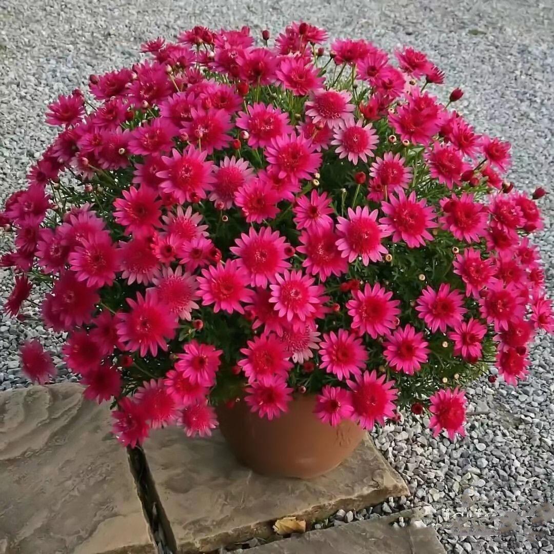 顺民花卉