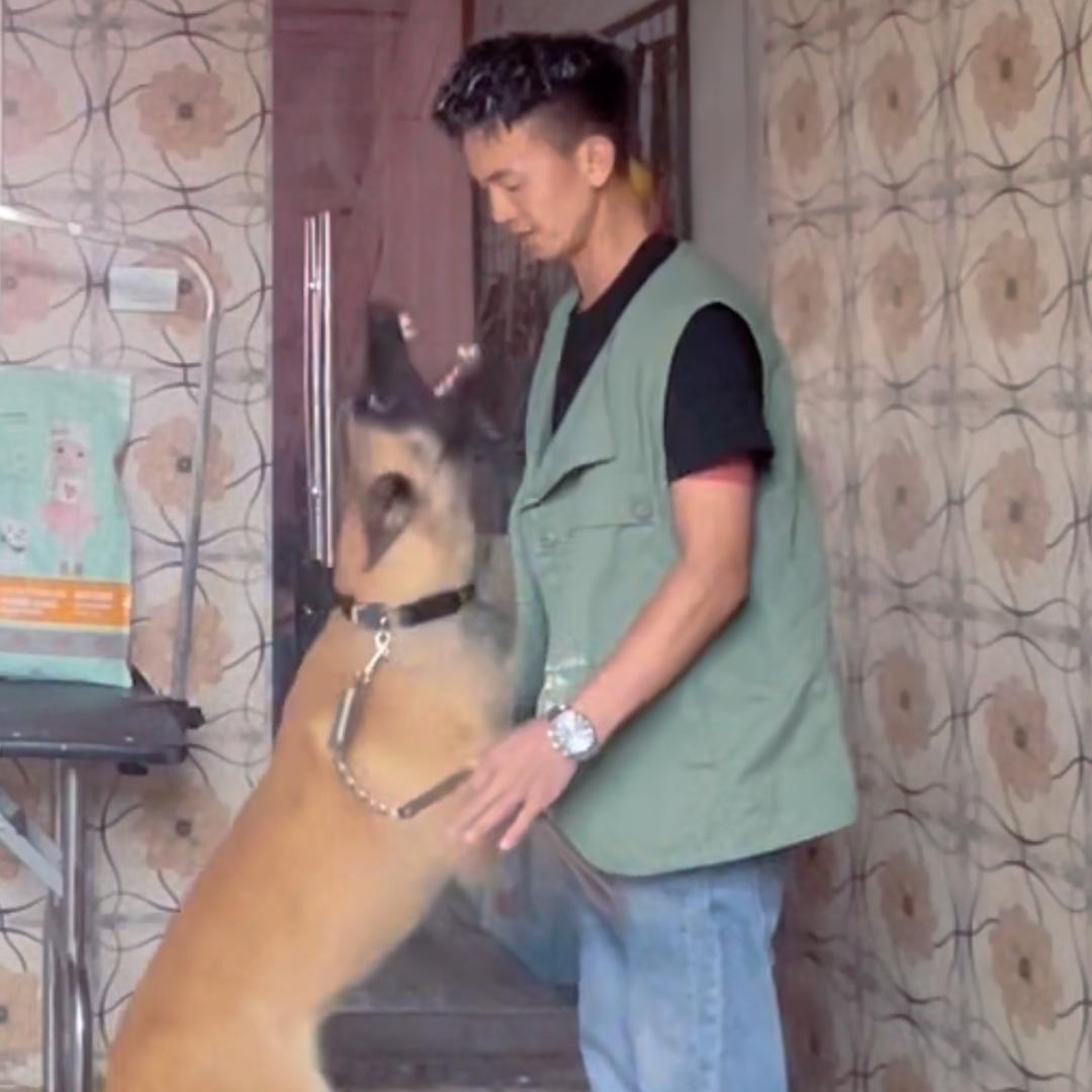 高品质训犬人🤝罗鹏