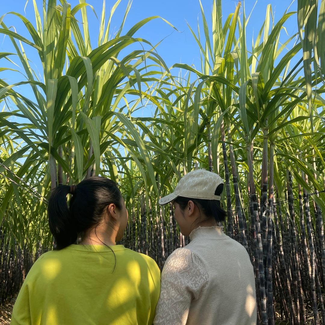 广西新农人（三表妹）