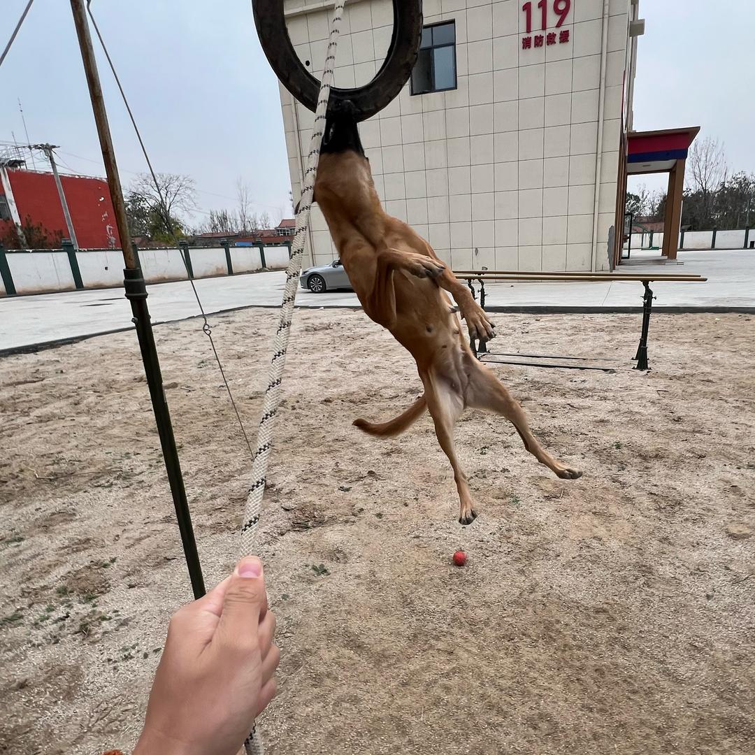 马犬玩家