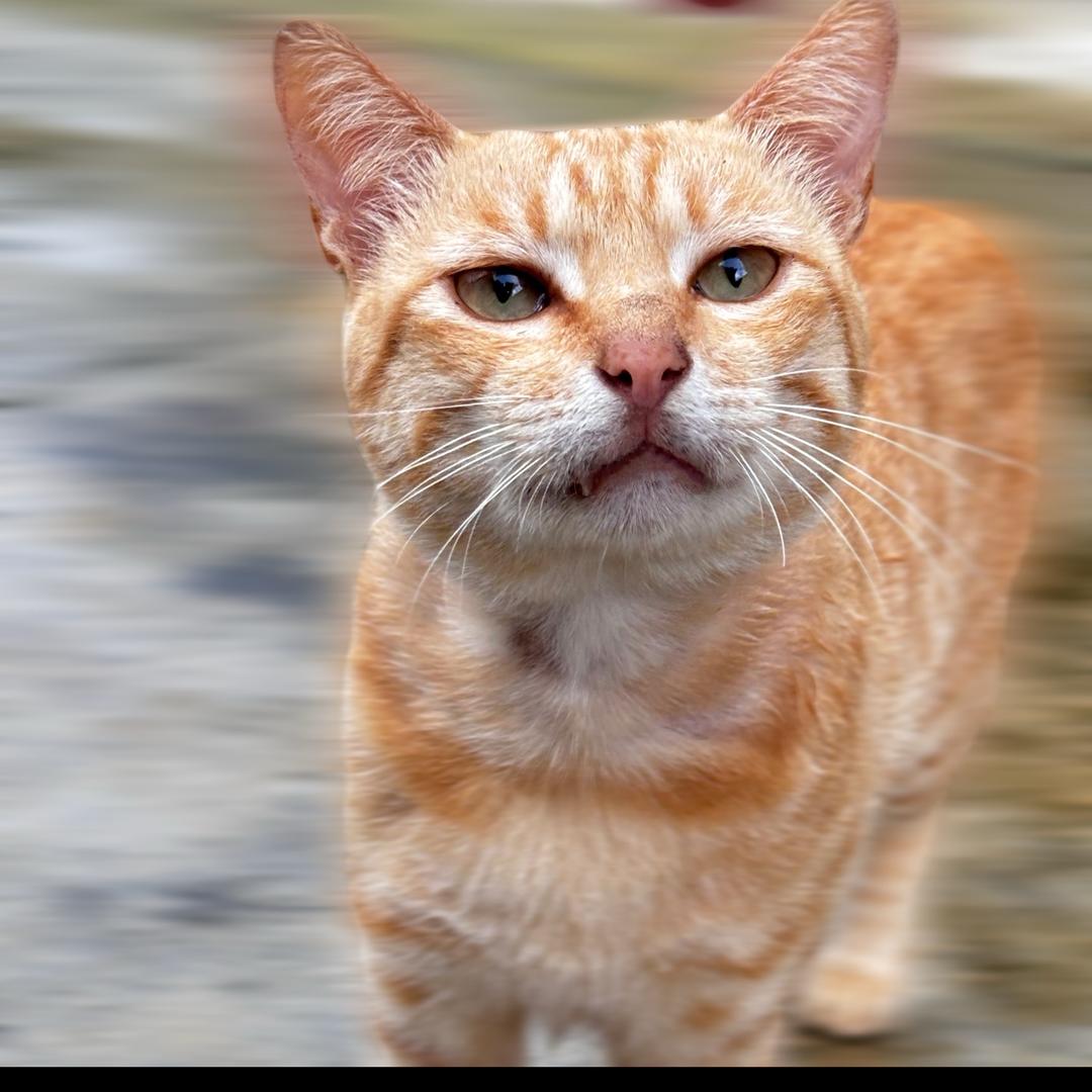 猫米