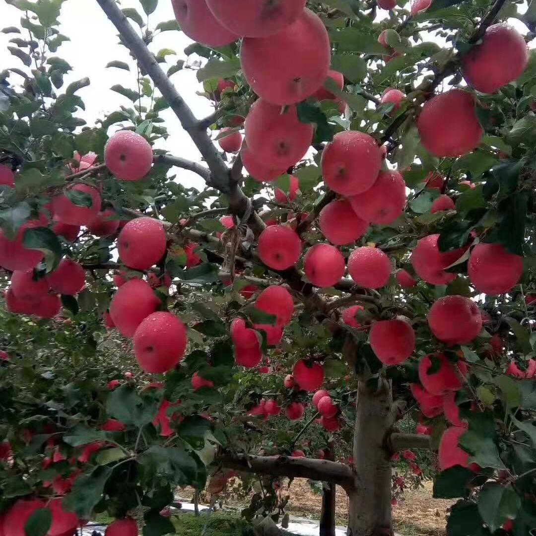 东眺吾笑一生畅