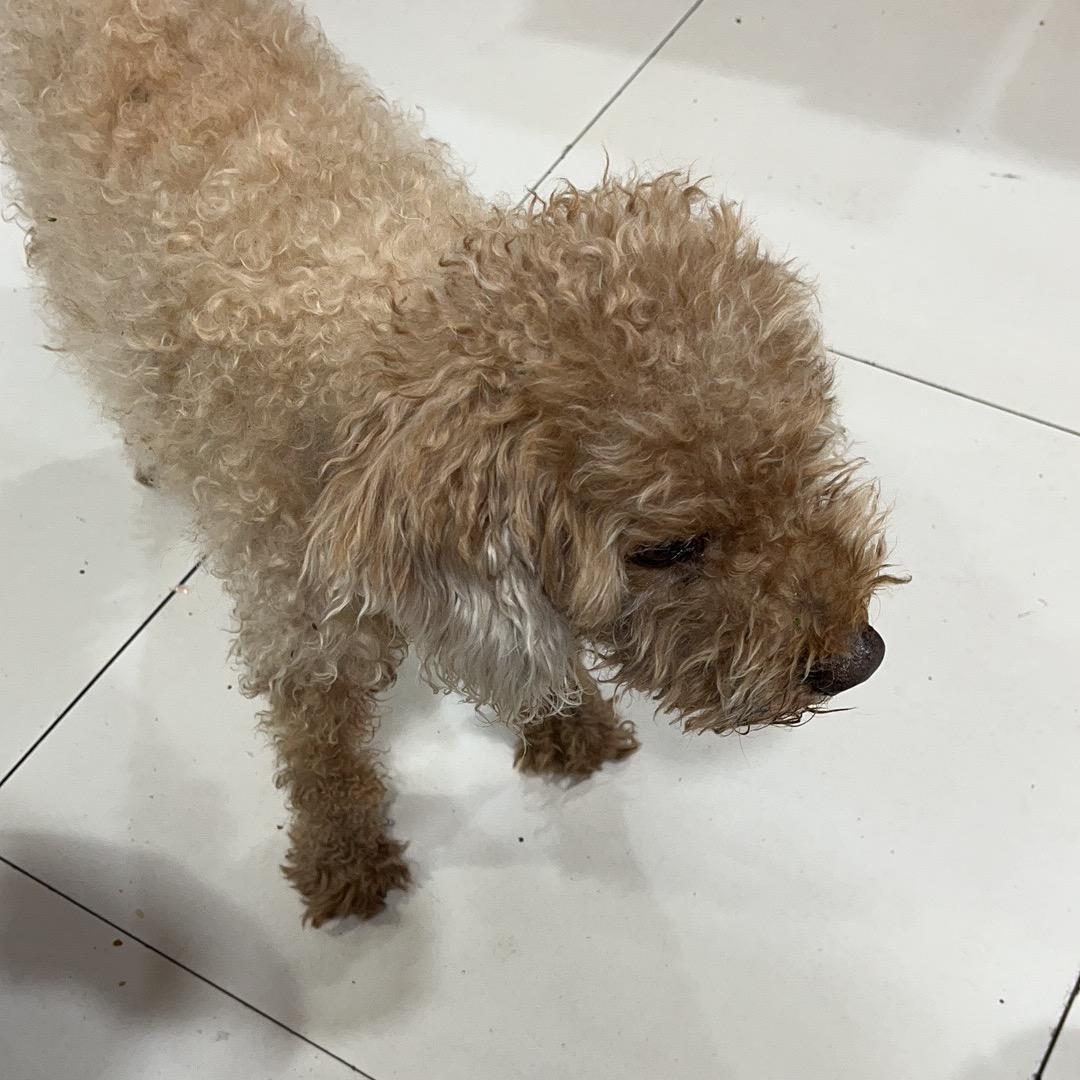 🐲汪汪小波🌸