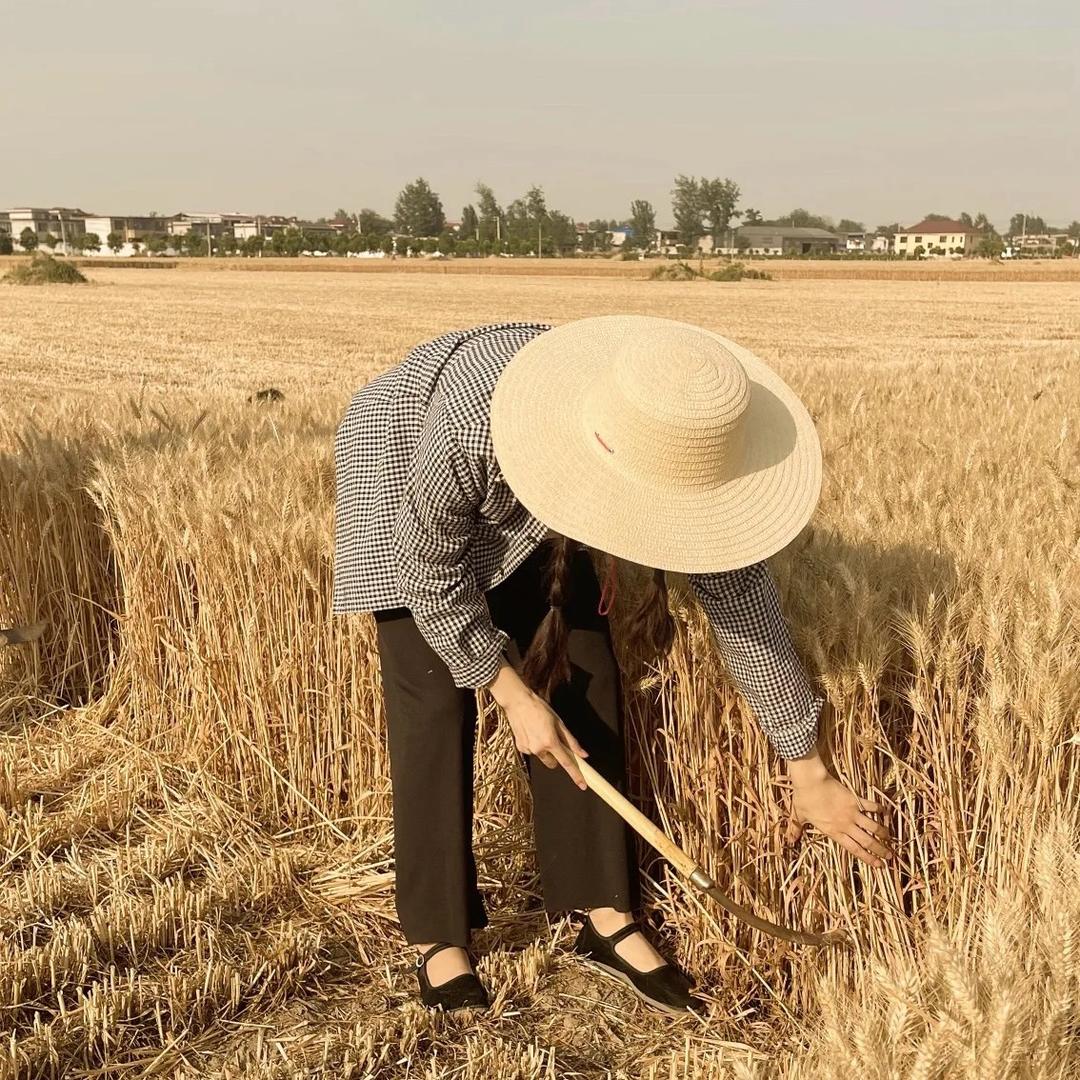 麦子收满仓🌾