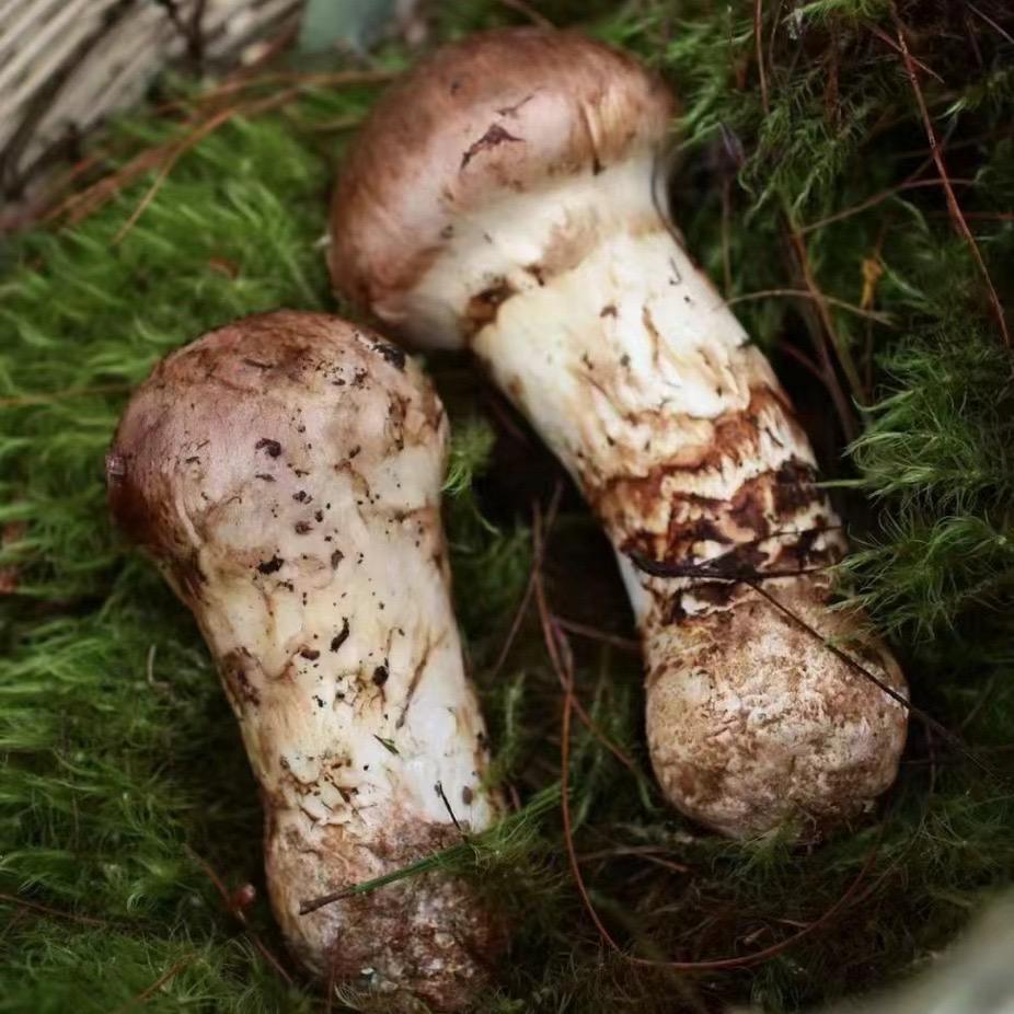 深山的野生菌
