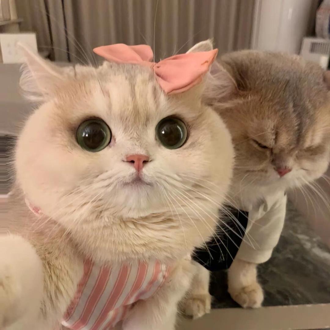 茜茜✨