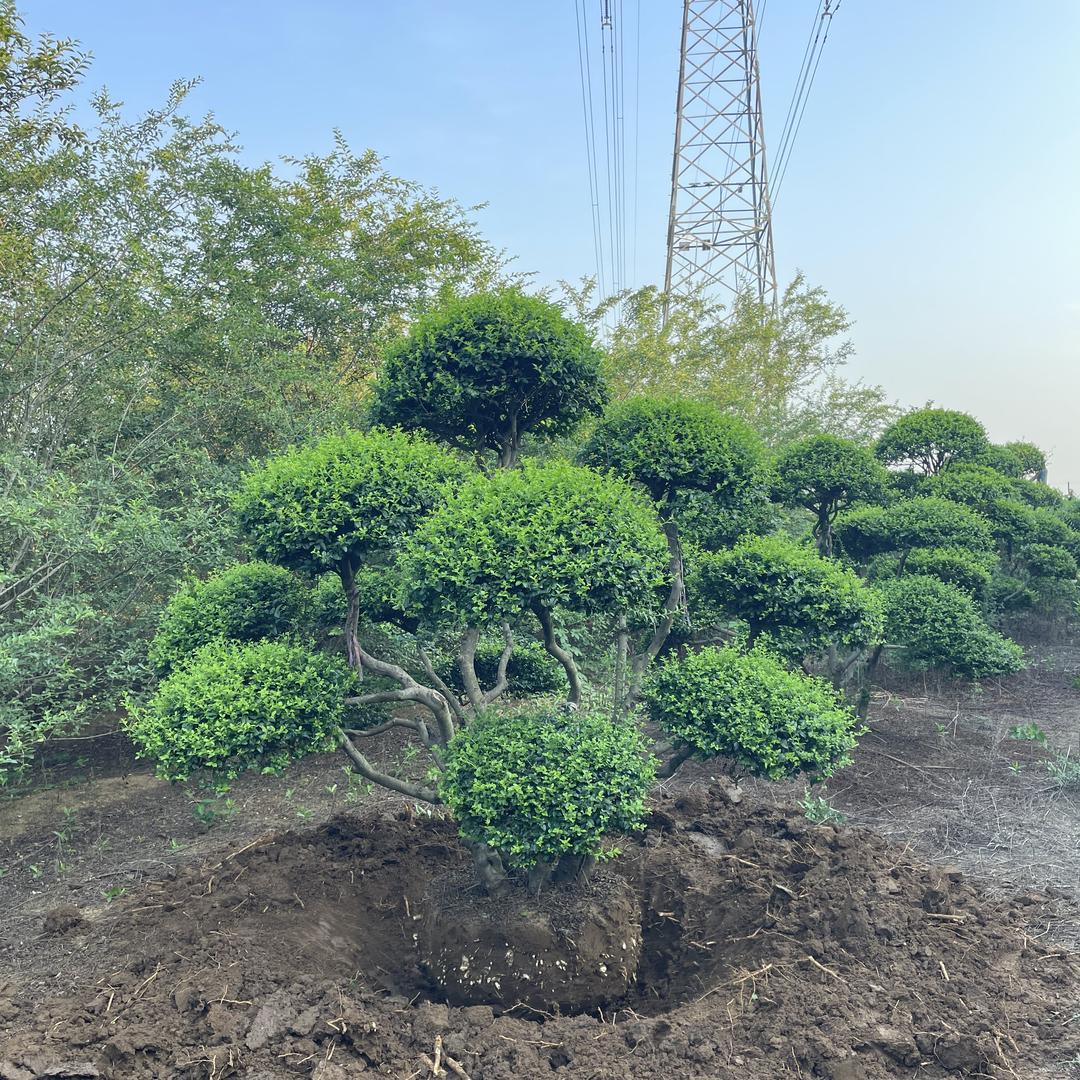 临沂九艺园林绿化有限公司