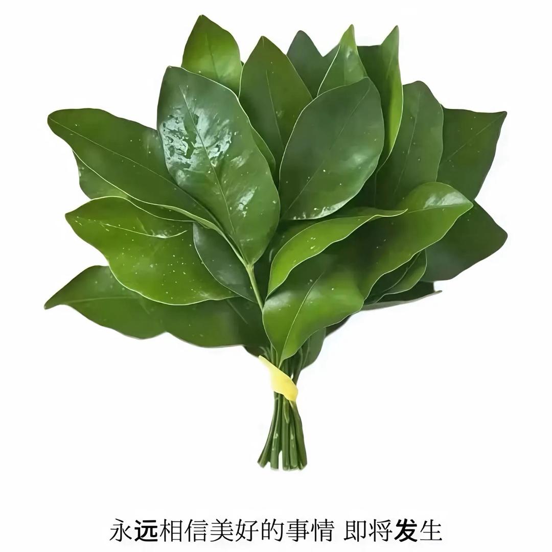 🌱.晓玉狠哇塞.