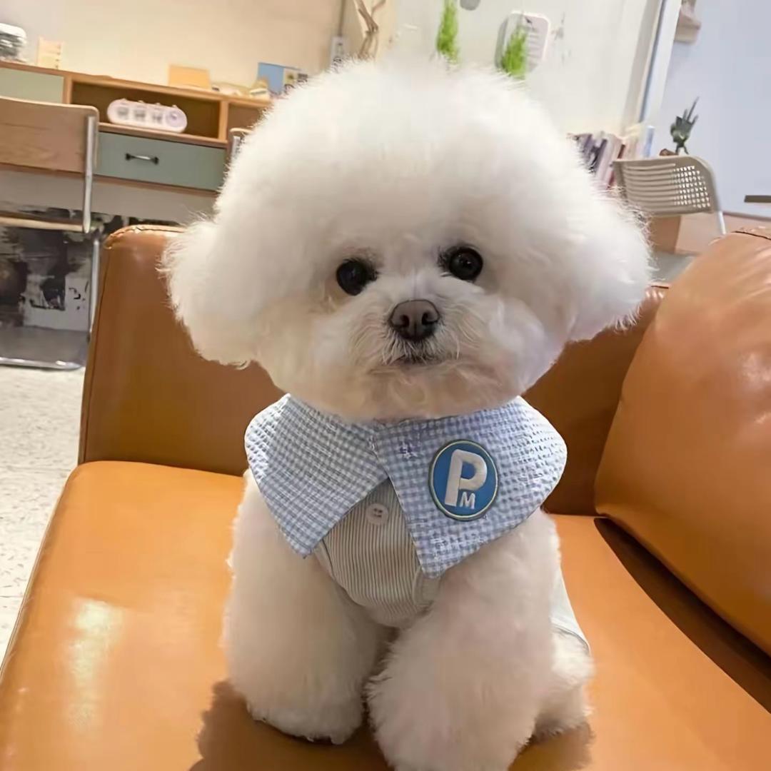 小熊狗狗