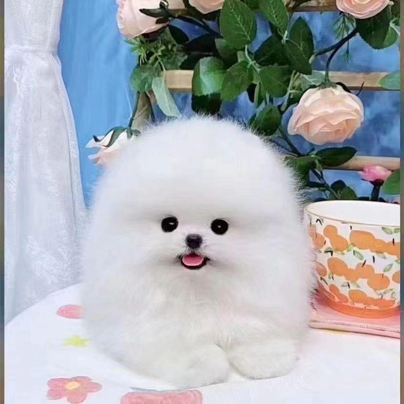 哆咪家的小狗（博美）