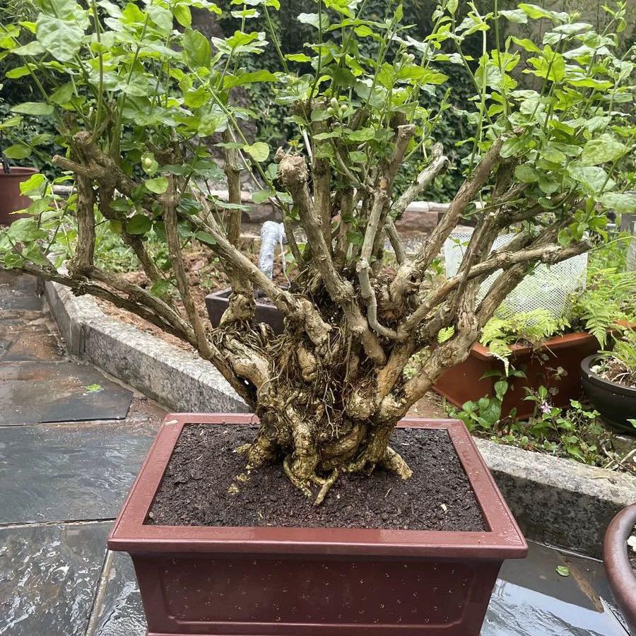 横县盛开优品茉莉