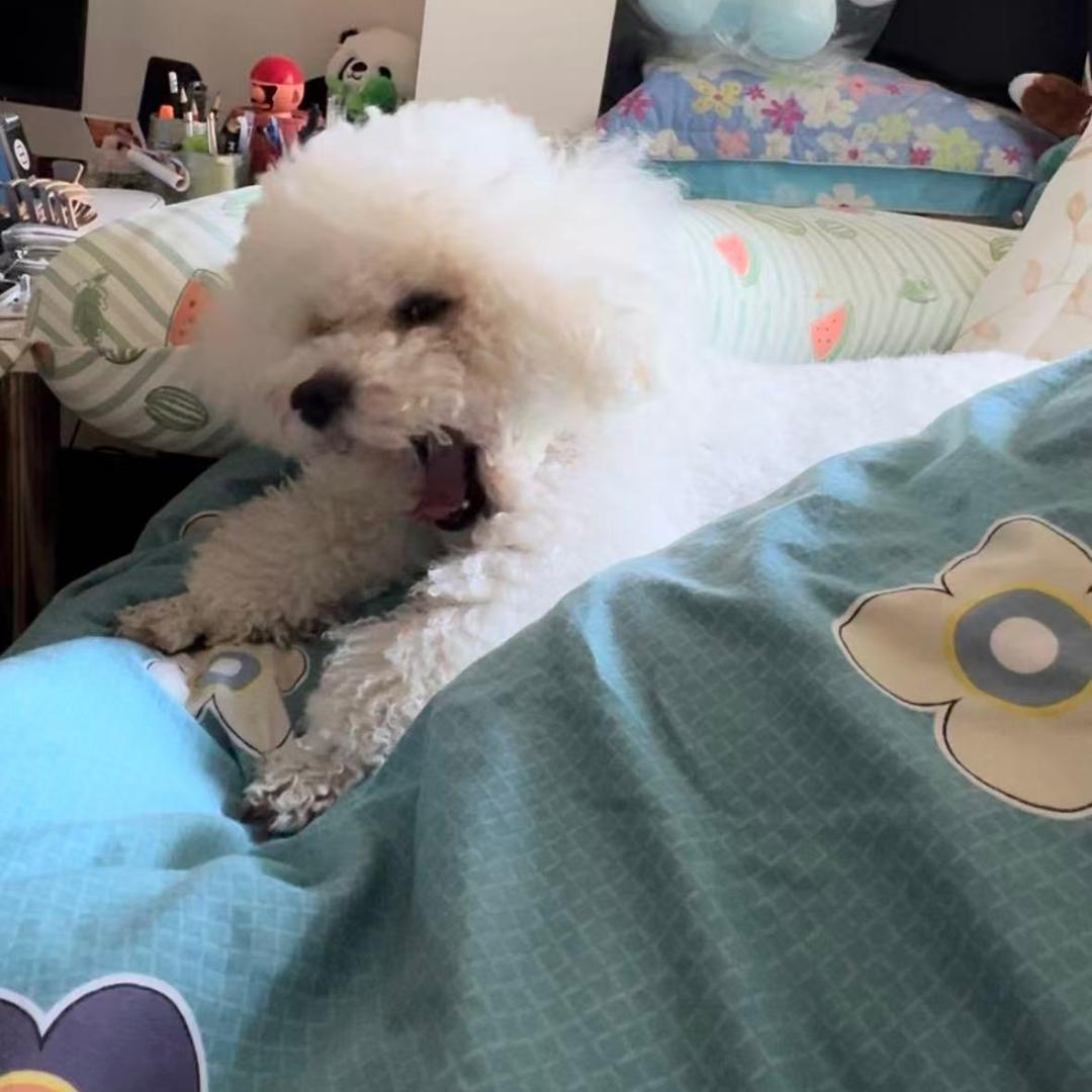 比熊~卷卷儿