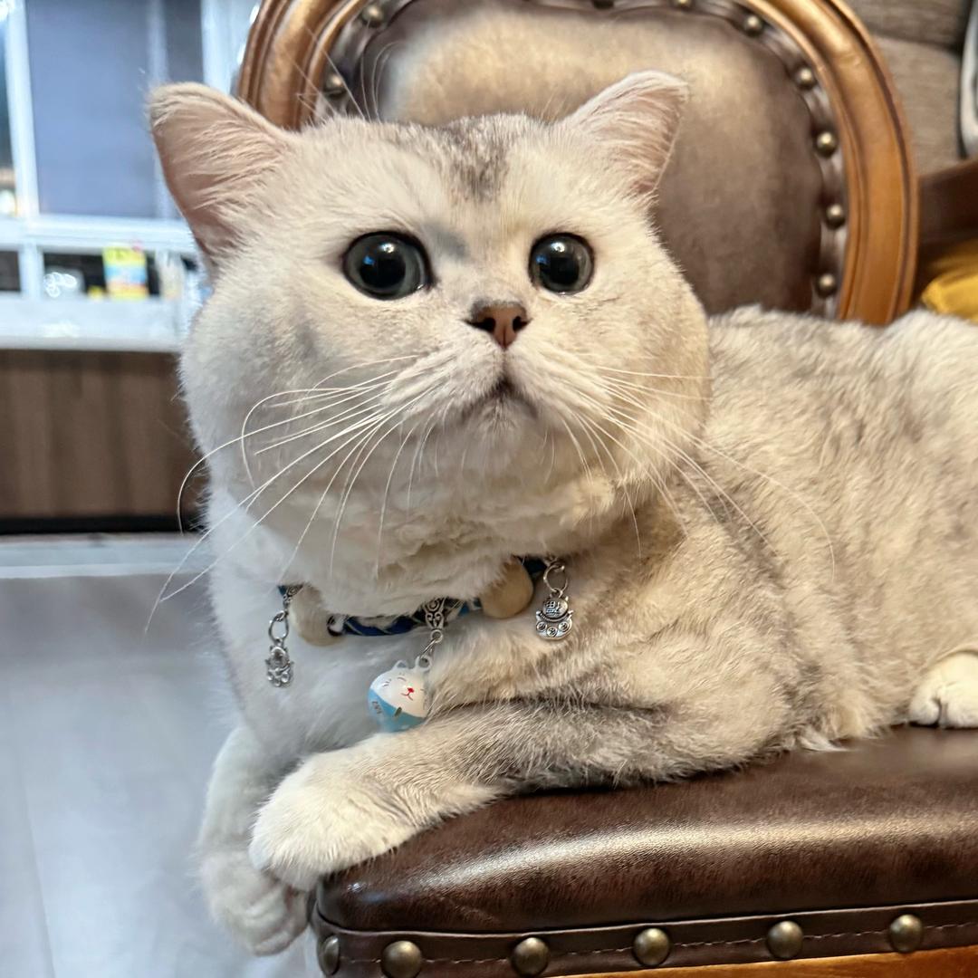 @小小小陈