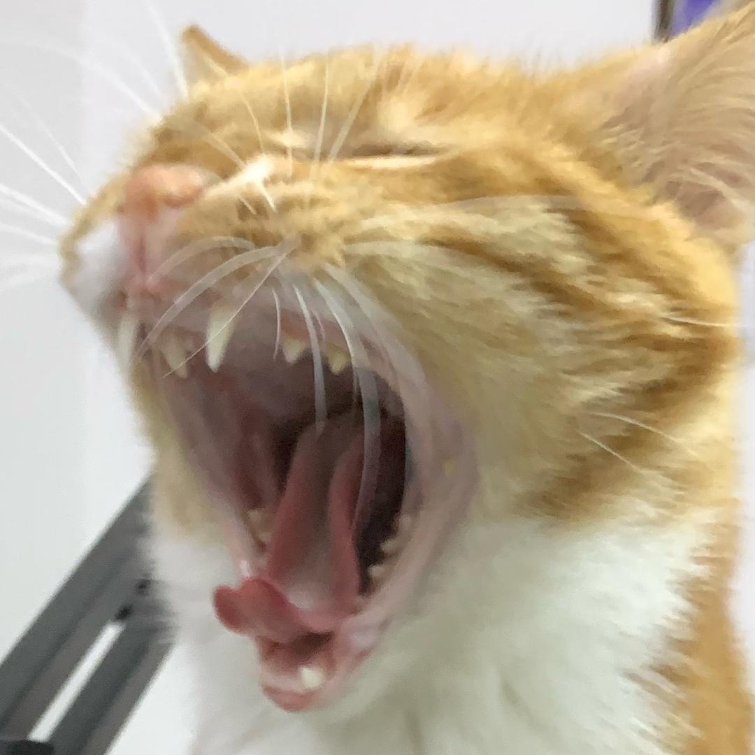 六角裤头