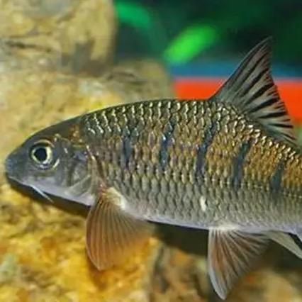 泰顺山泉水溪石斑