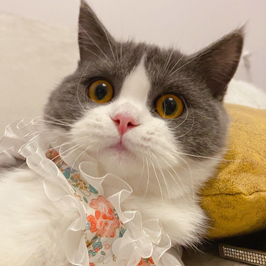 发糕是只猫