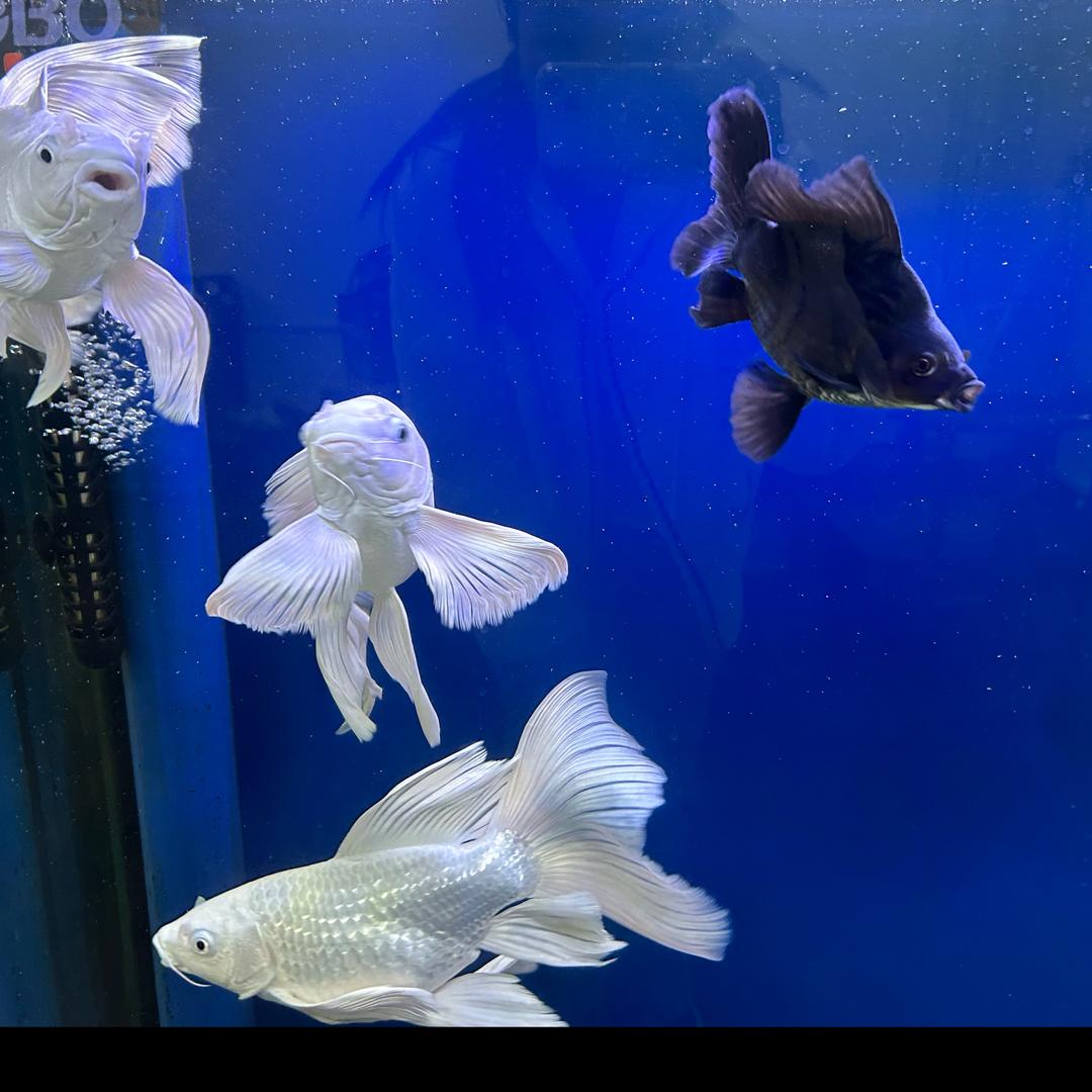 克山县悠米千层蛋糕店（个体工商户）