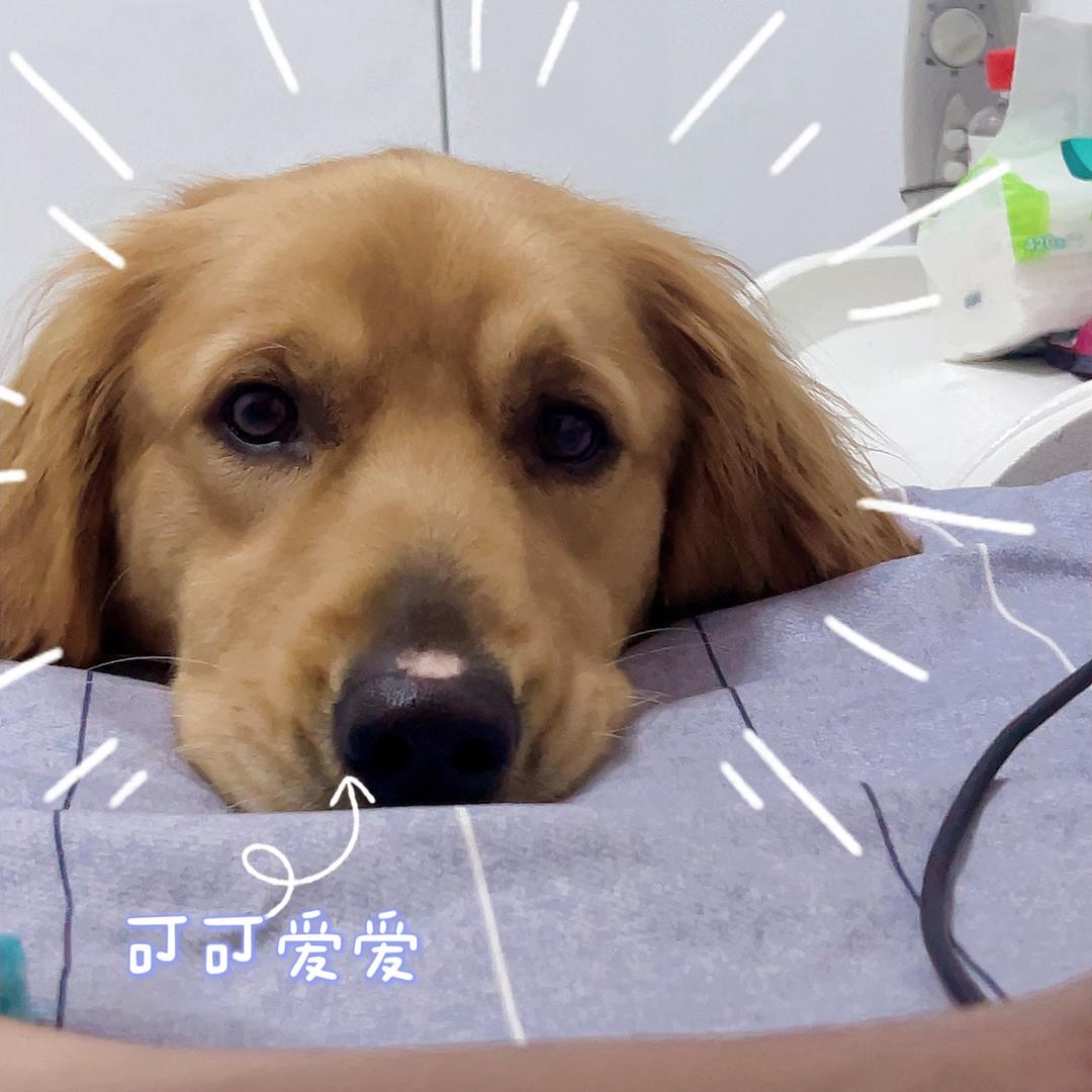 金毛晴晴