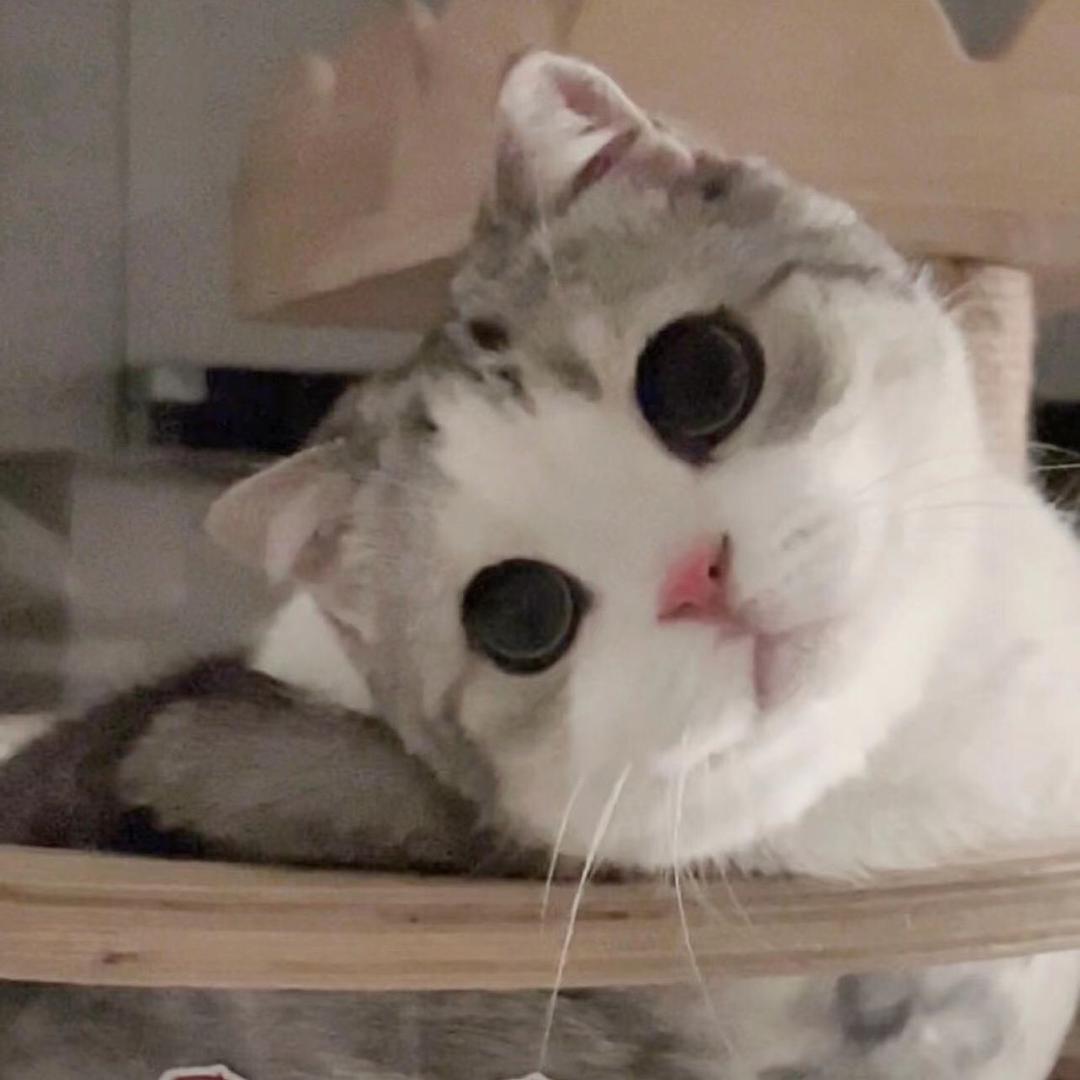 Micchi头像