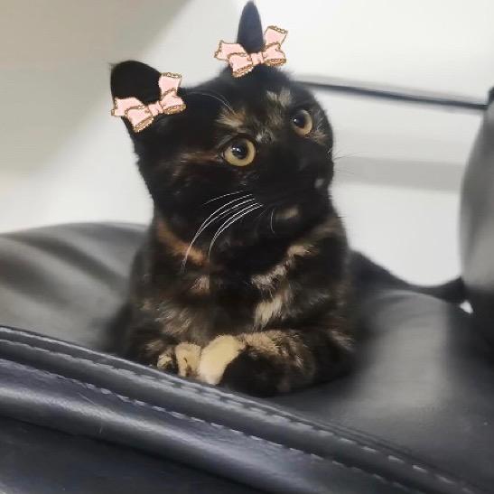 炸弹是只玳瑁猫（7只猫）