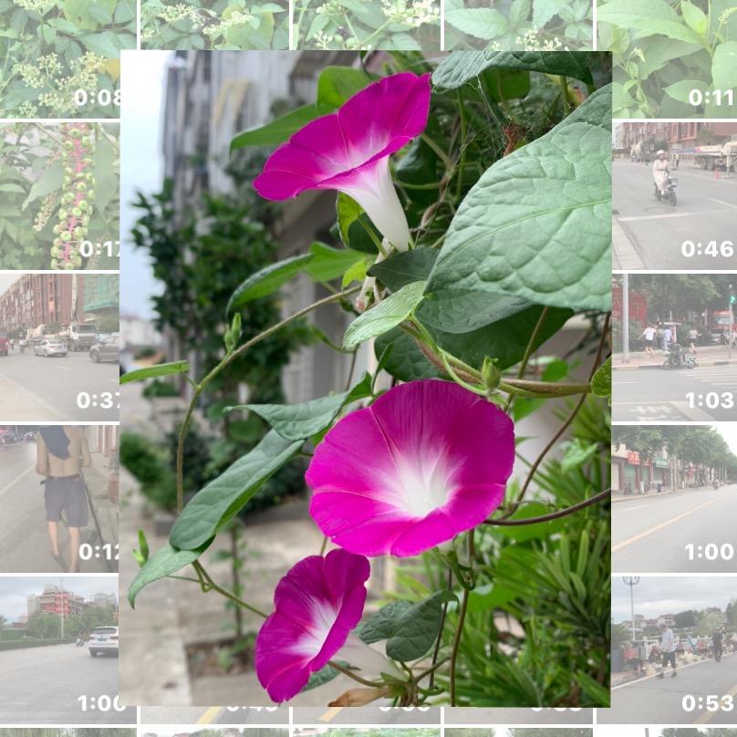 霧裡↗️🚦看花🌸