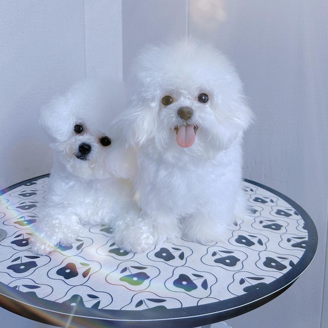 霓虹韩系比熊🫧