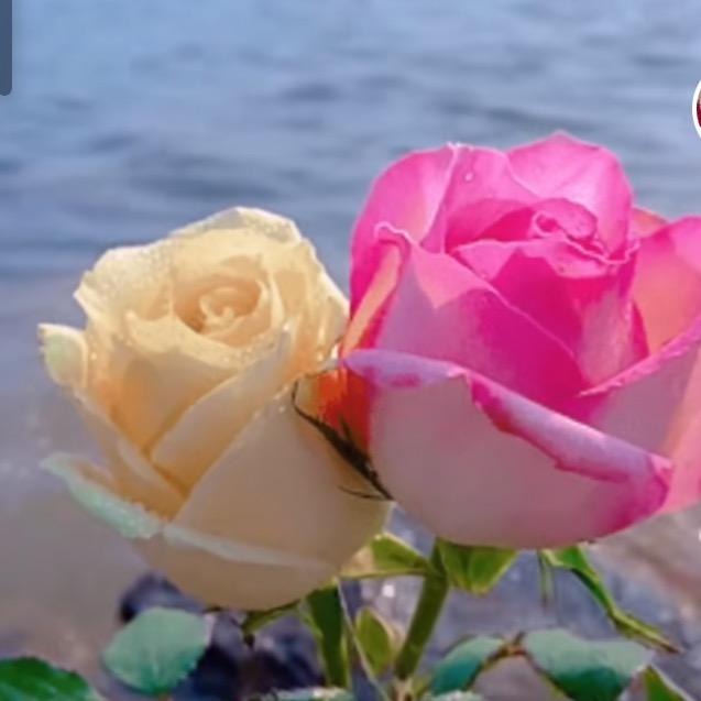 🌸 🍃 🍃 🌸