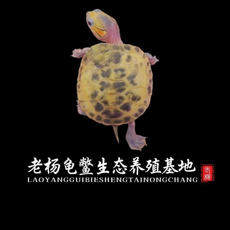 老杨龟鳖生态养殖基地