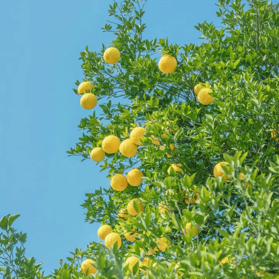 芽🌱