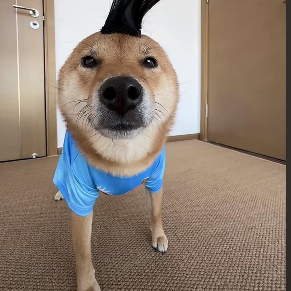 小狗文学