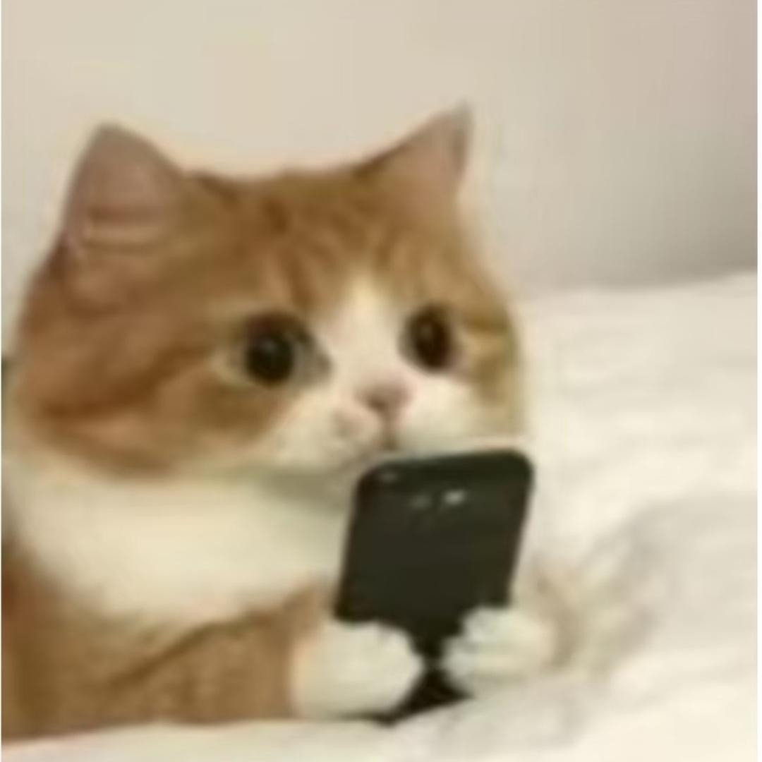 b奇堡鱼鱼