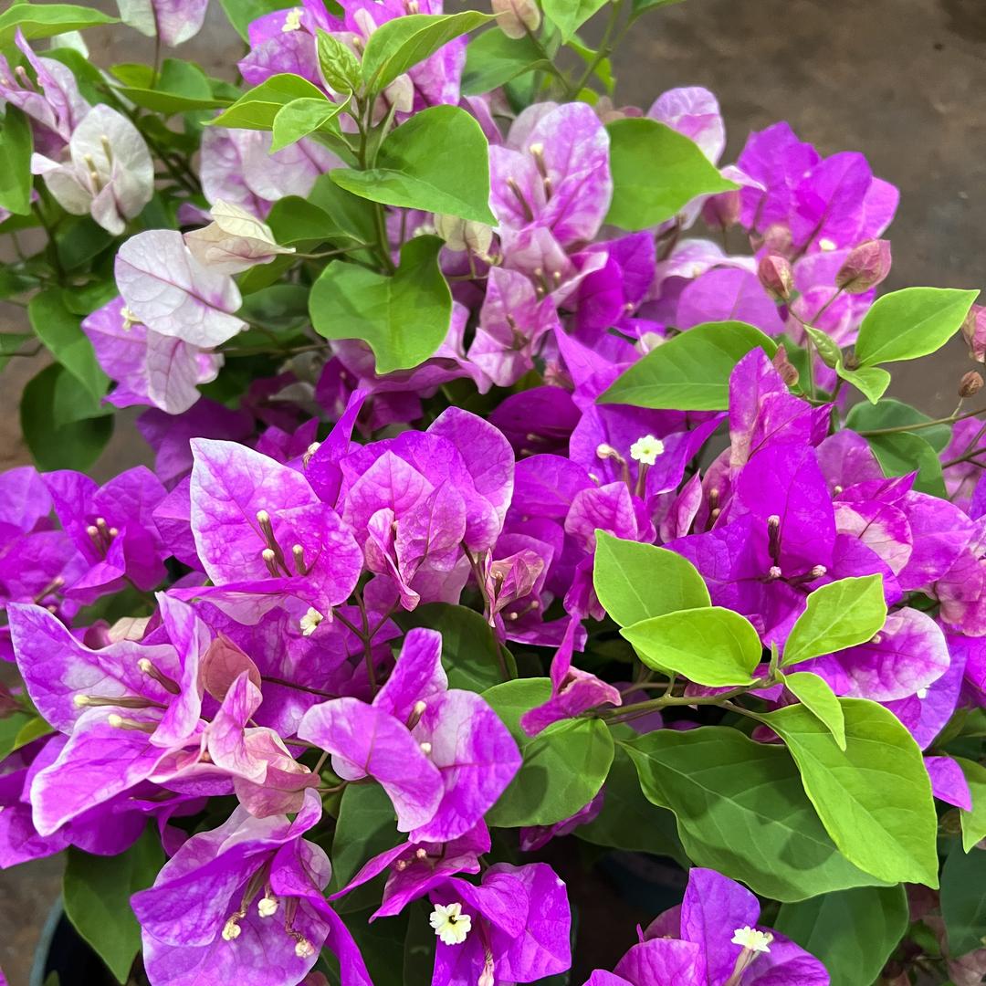云淼花卉园