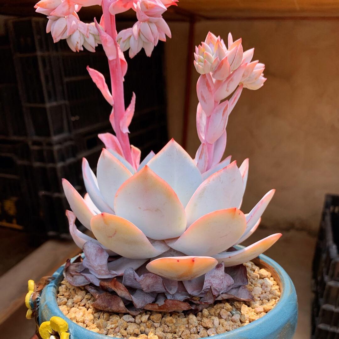 🔆天空[暖气诊断师]