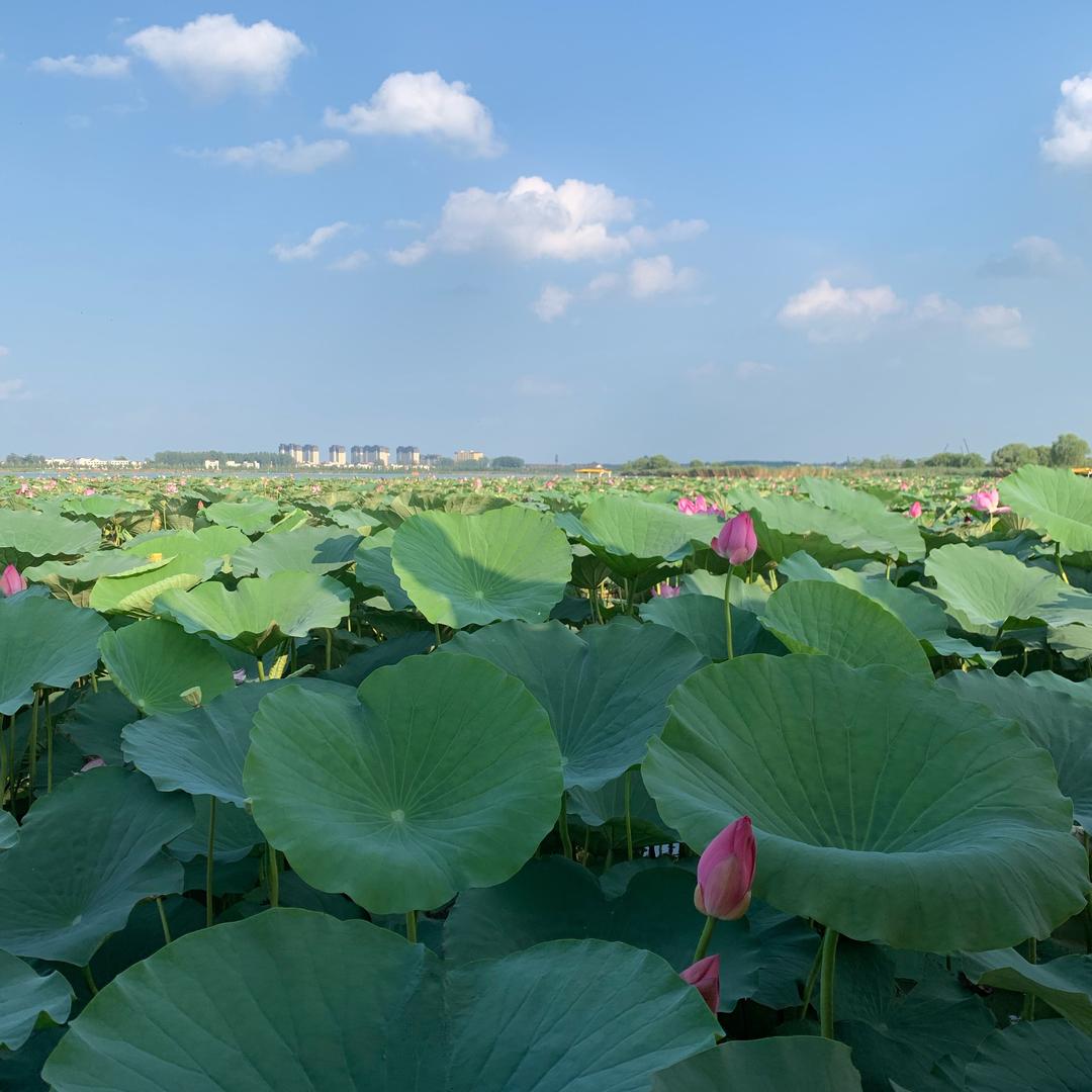 豫东小胖