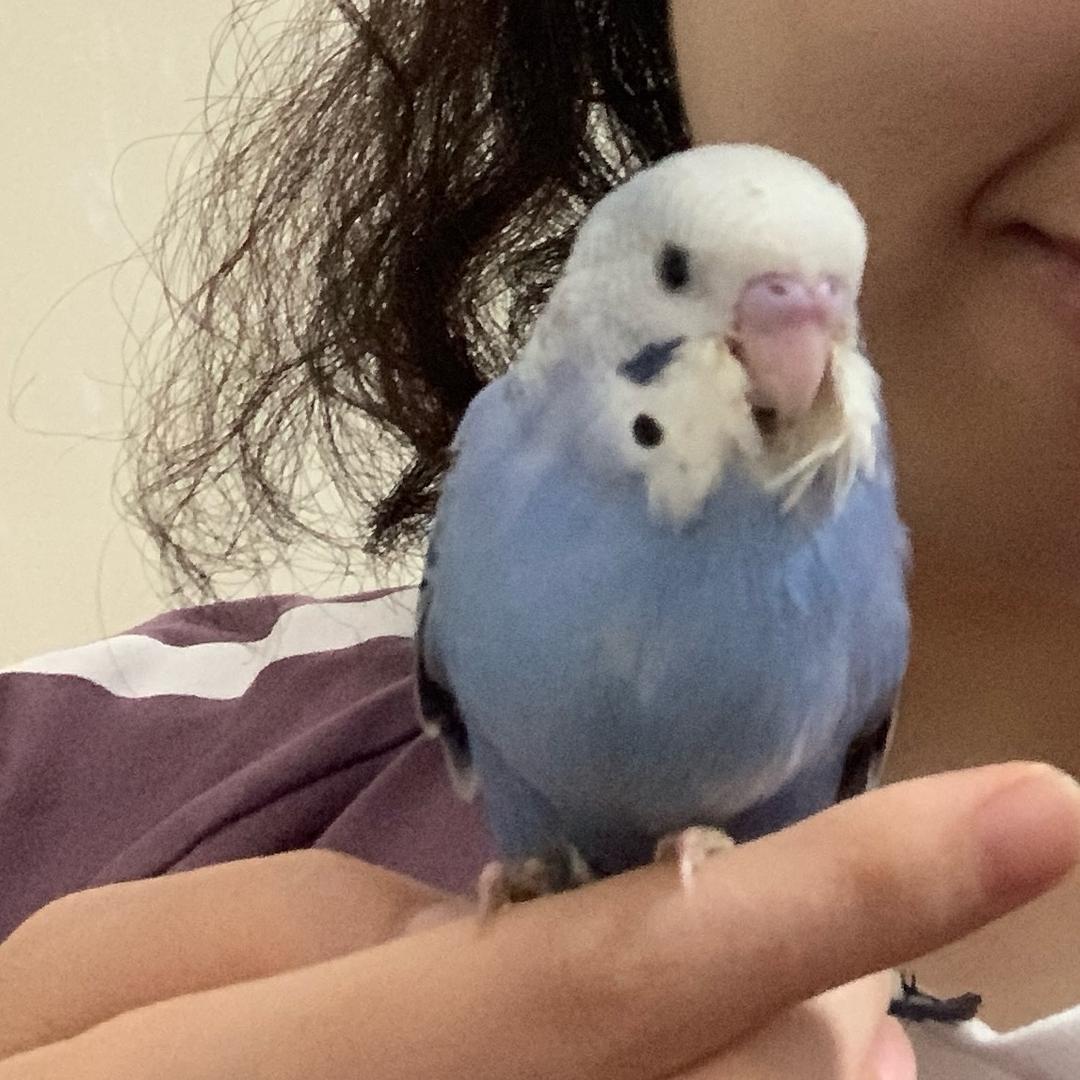 什么鹦鹉（小摇子）