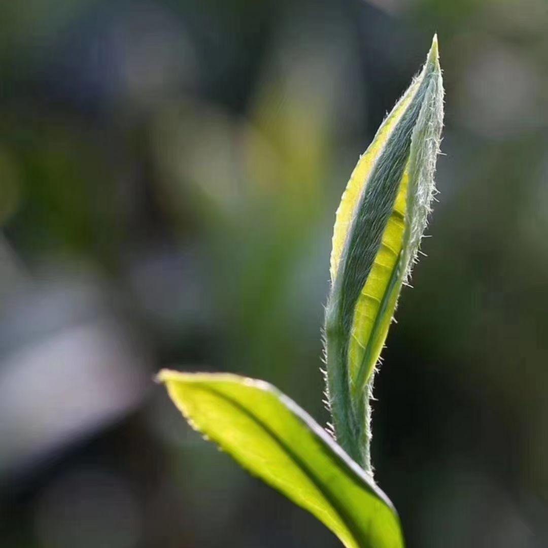 爱喝茶的敏敏
