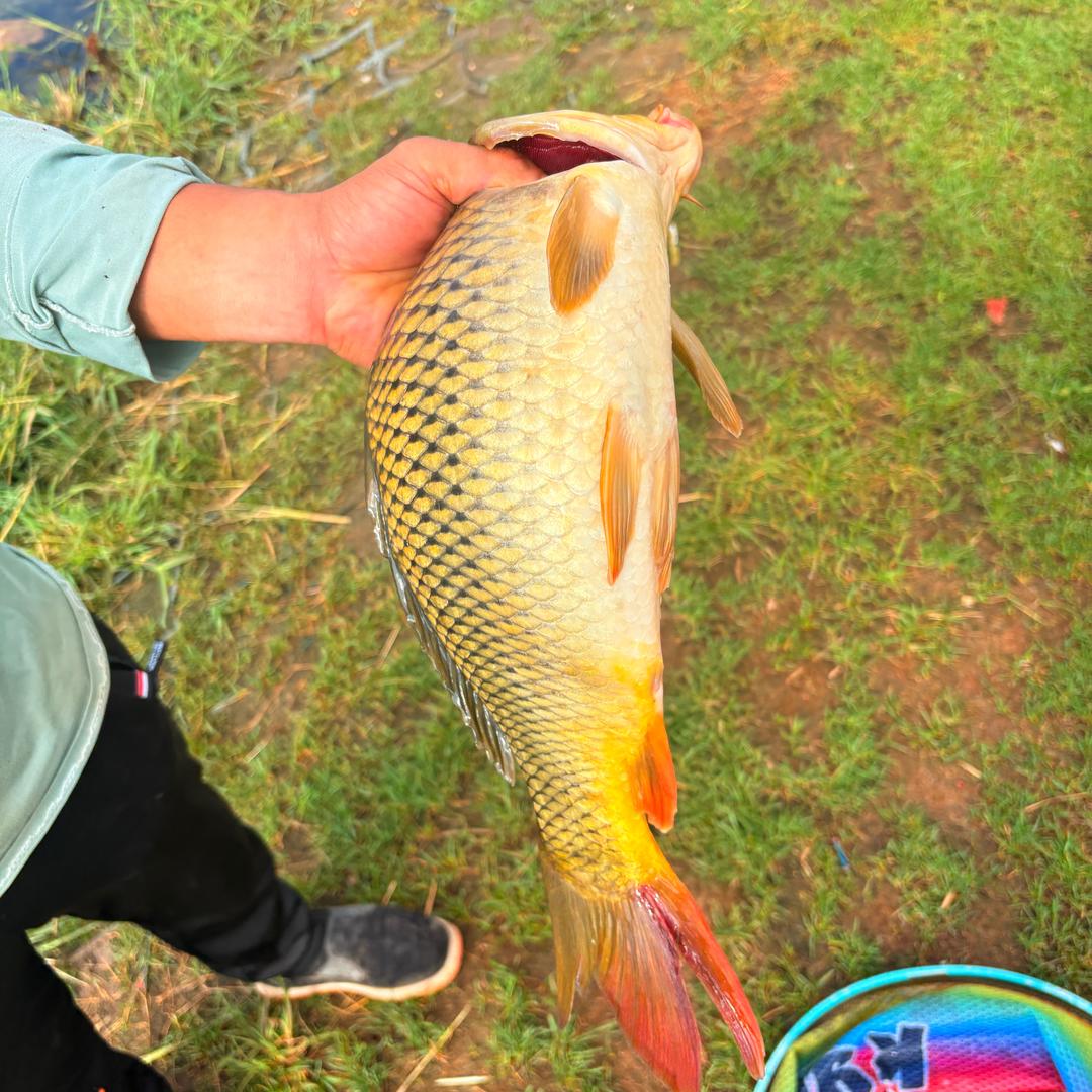 钓鱼小白不空军