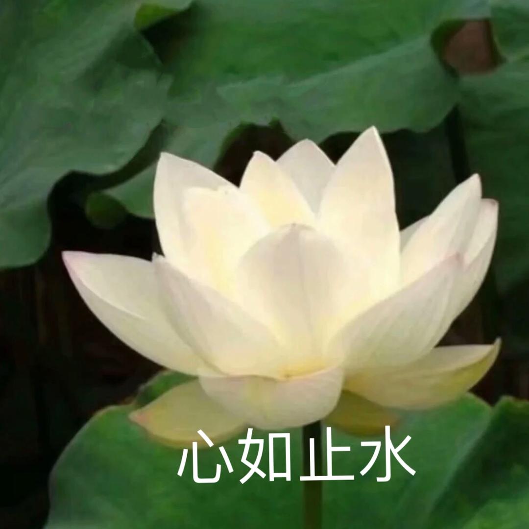 心如止水.