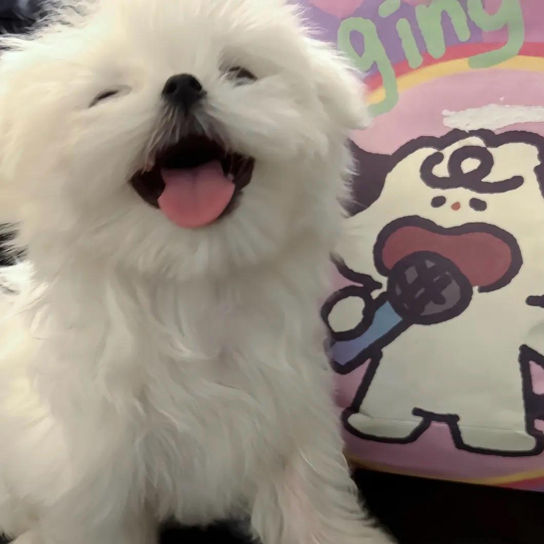 蛋挞脑袋