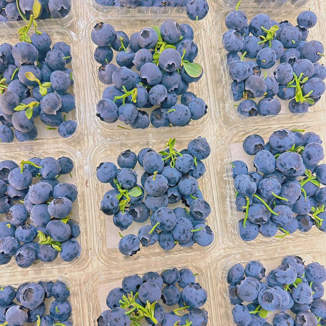 云南澄江蓝莓种植家庭农场