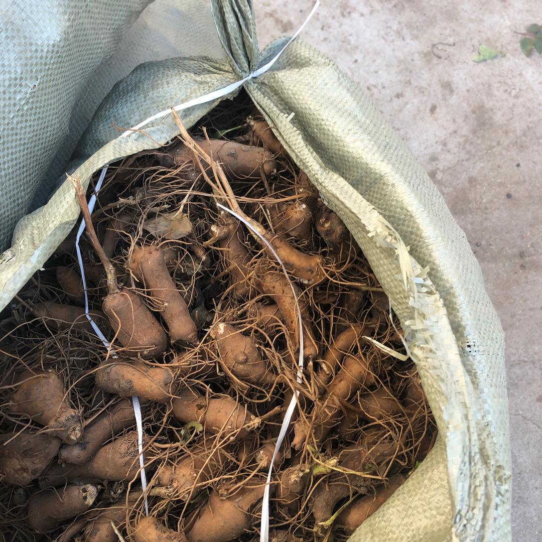 飞飞地产中药材种植