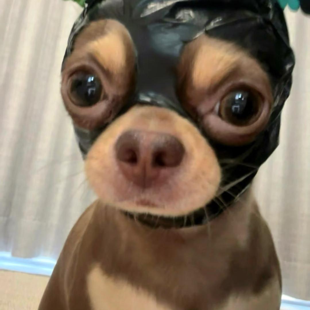 zhij