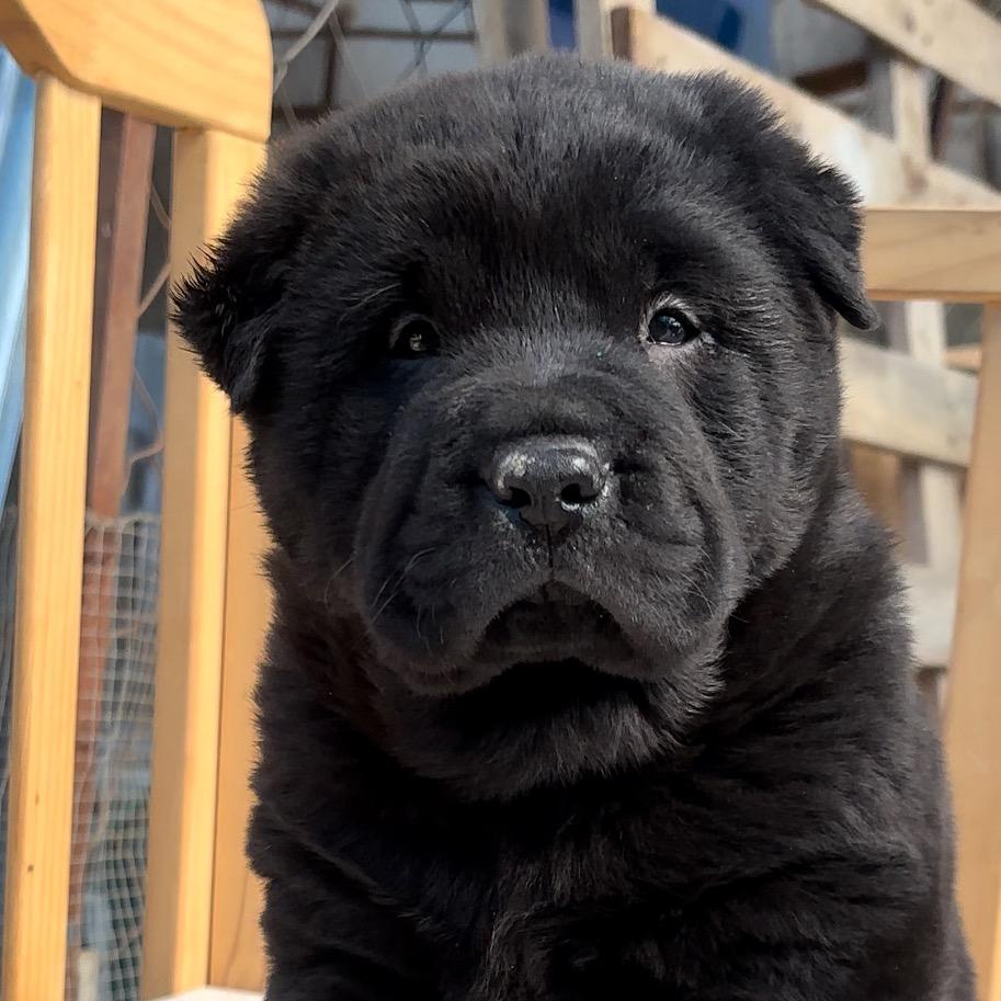 安德田园犬（五黑犬）买🐕私聊