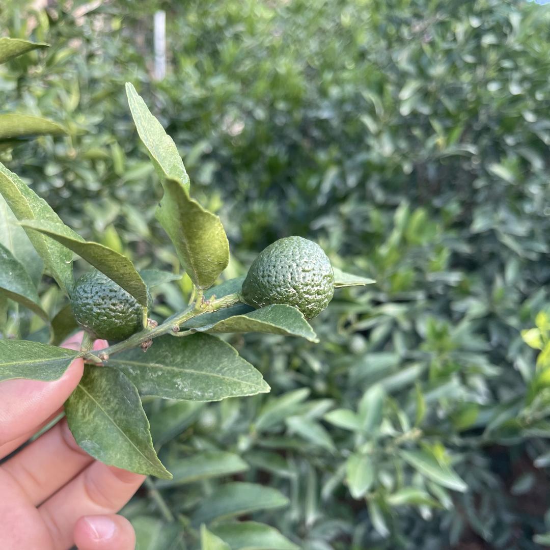 新会家禾陈皮