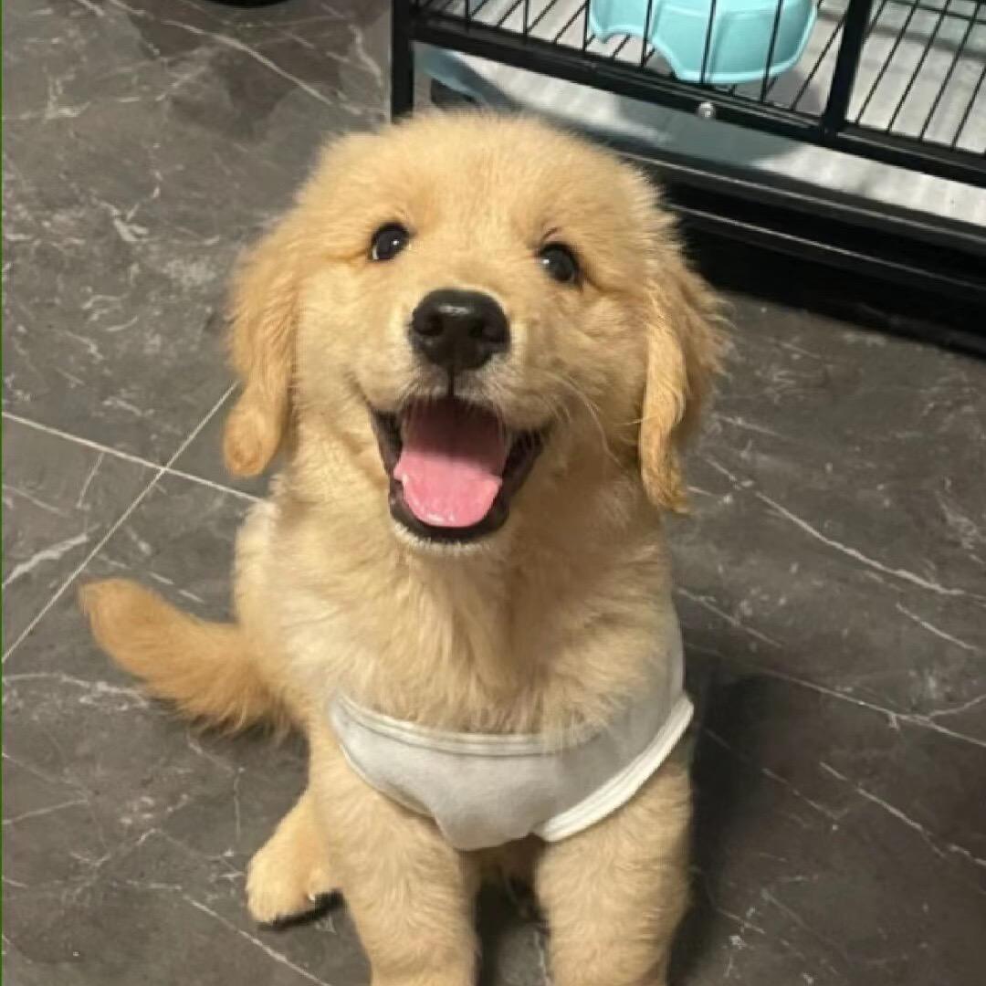 小金毛（可领养哦）